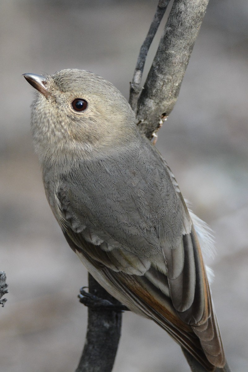 Pachycephala sp. - ML53347511