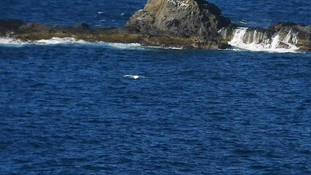 Red-billed Tropicbird - ML533475301