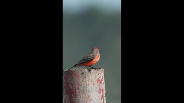 Vermilion Flycatcher - ML533475681