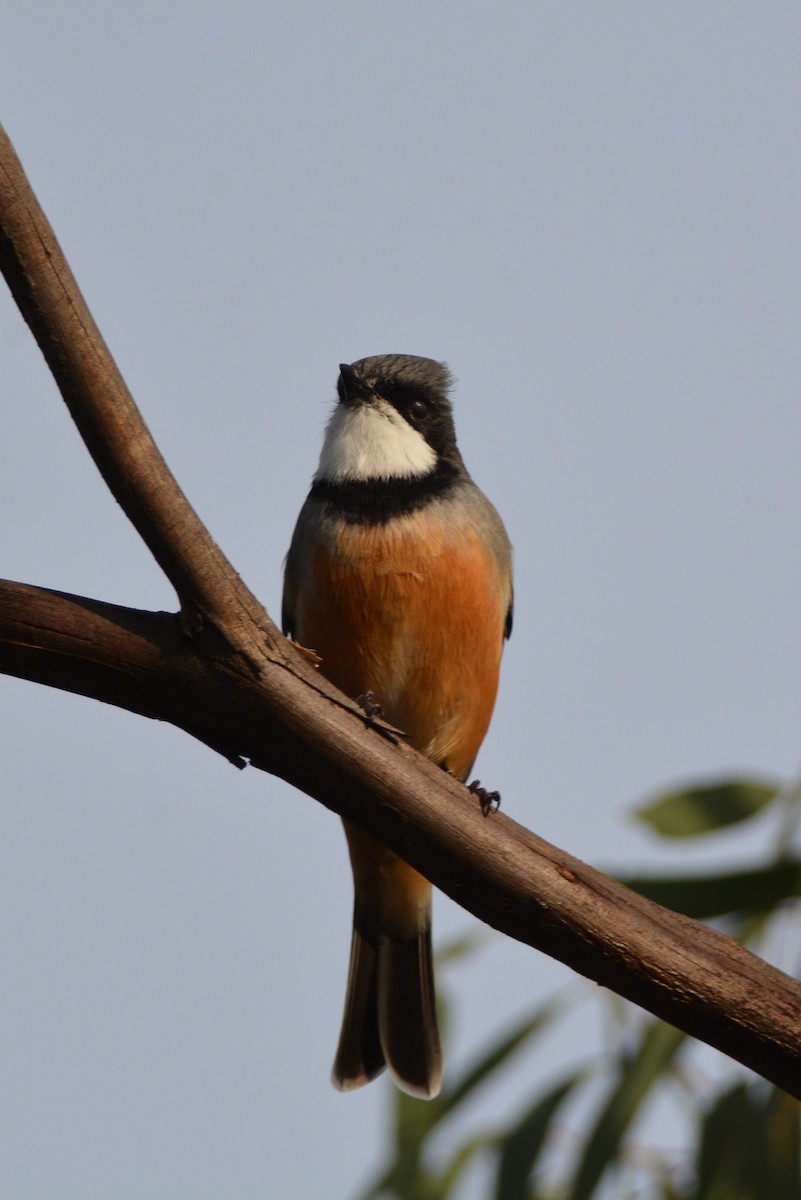 Rufous Whistler - ML53347571