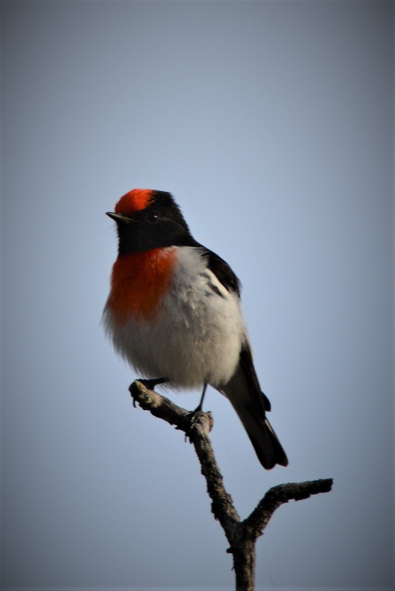 Red-capped Robin - ML53347631