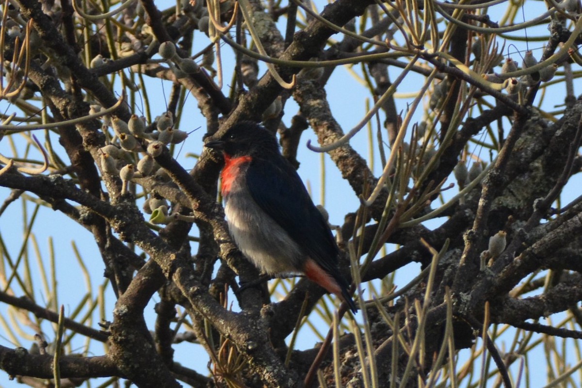 Dicée hirondelle - ML53347691