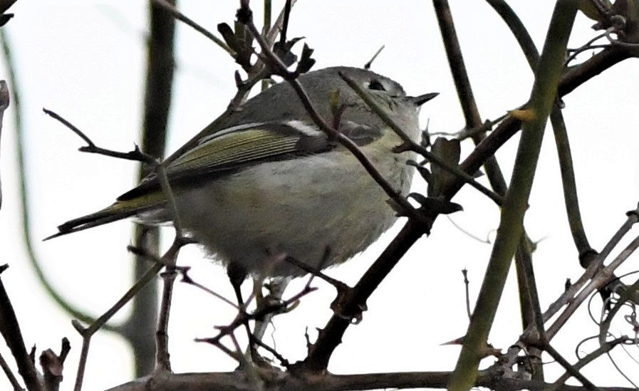 Ruby-crowned Kinglet - ML533477531