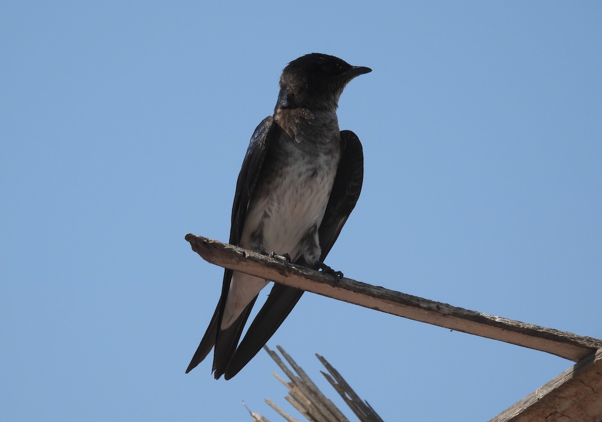 Gray-breasted Martin - ML533478171