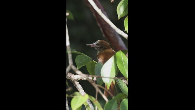 Bright-rumped Attila - ML533478521