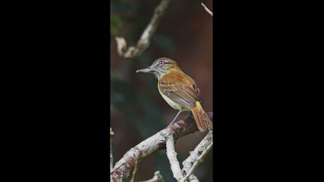 Attila à croupion jaune - ML533478541