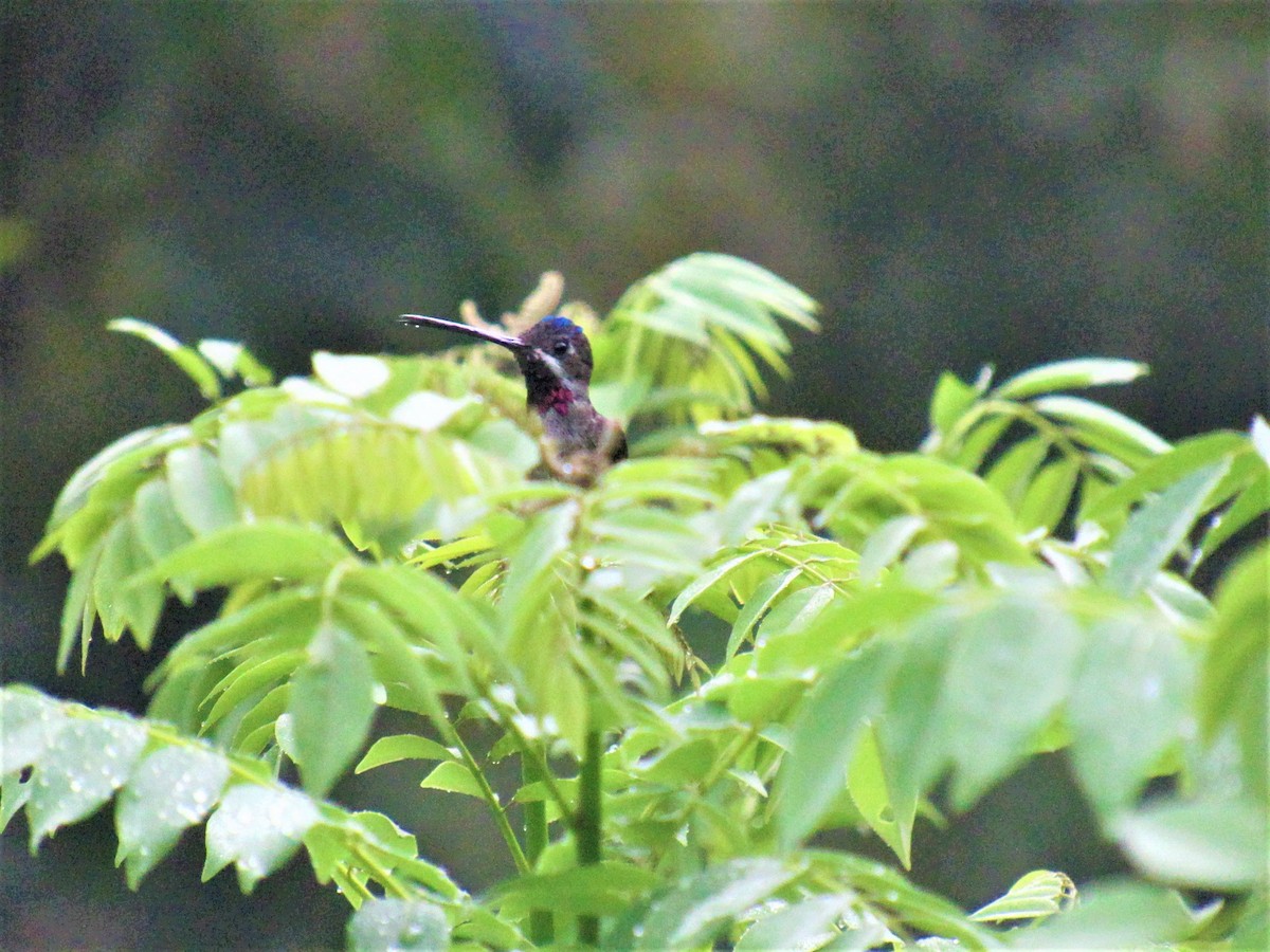 Long-billed Starthroat - ML533479261