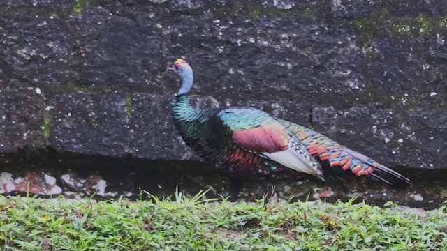 Ocellated Turkey - ML533479361