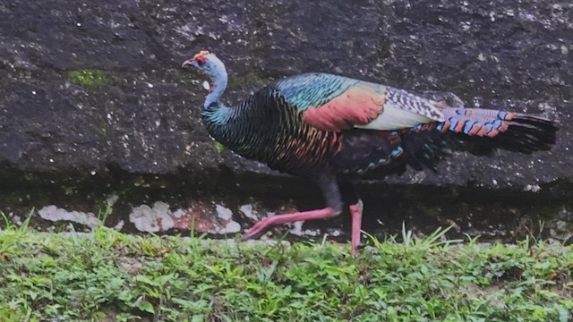 Ocellated Turkey - ML533479371