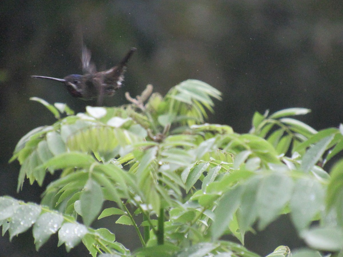 Long-billed Starthroat - ML533479411