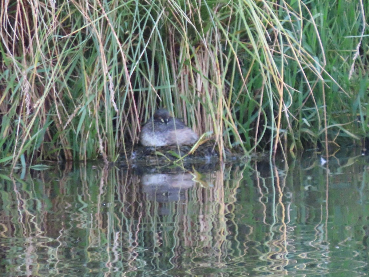 Australasian Grebe - Sandra Henderson