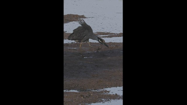 Yellow-crowned Night Heron - ML533482011