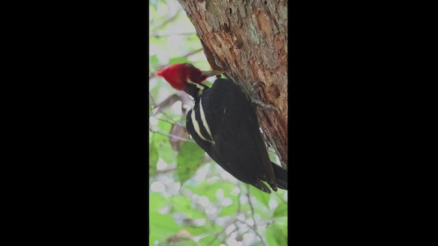 Pale-billed Woodpecker - ML533483521