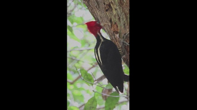 Pale-billed Woodpecker - ML533483531