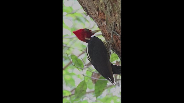 Pale-billed Woodpecker - ML533483541