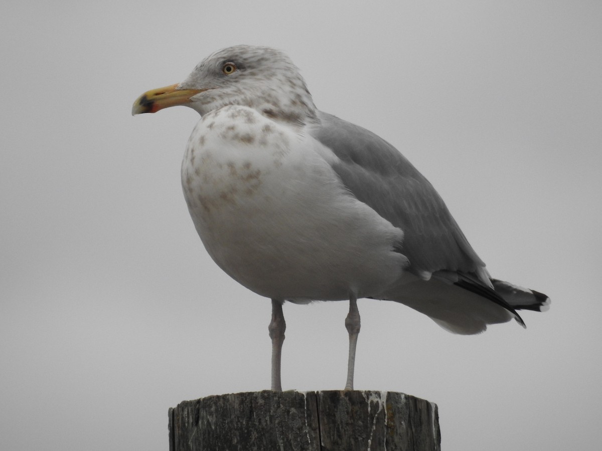 Gaviota Argéntea - ML533484941