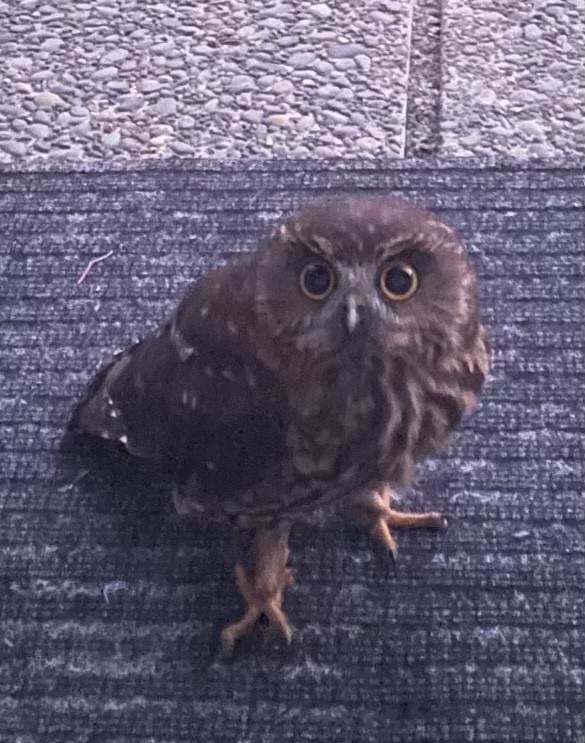 Morepork - ML533484951