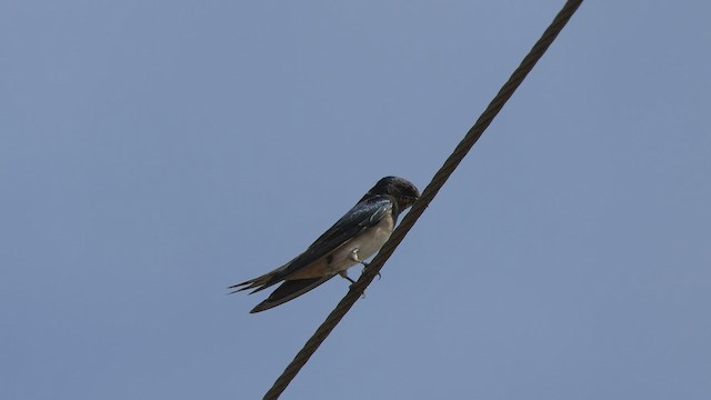 Barn Swallow - ML533485411