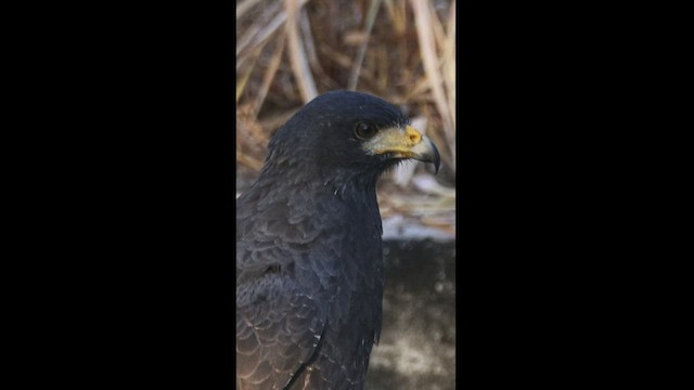 Common Black Hawk - ML533485691