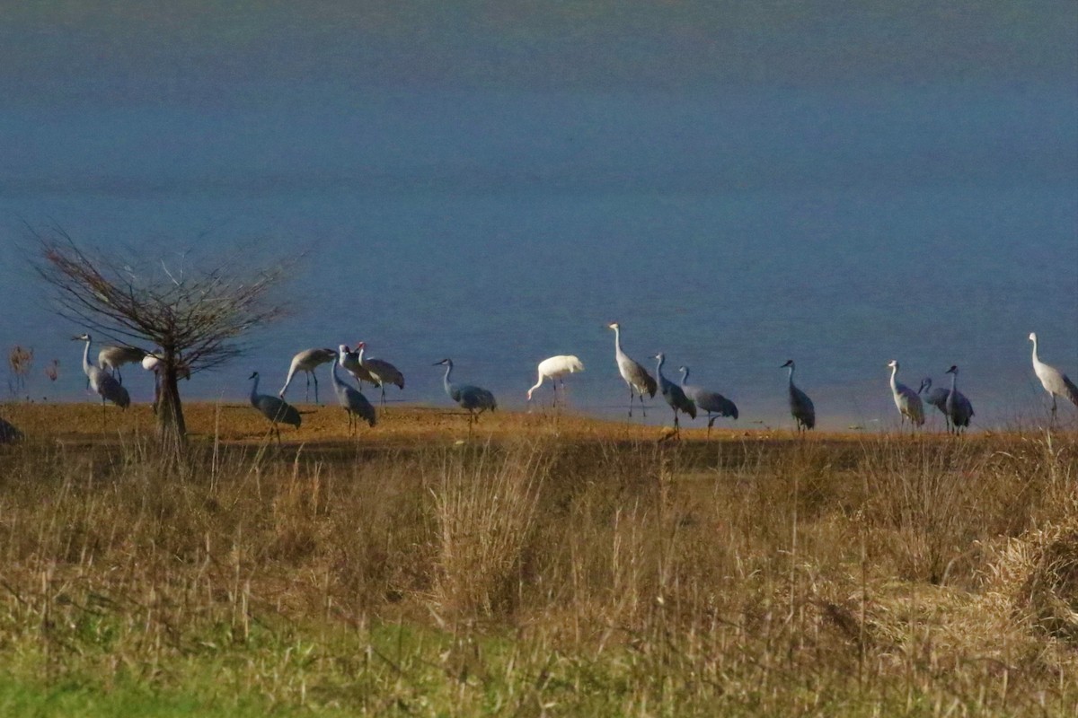 Whooping Crane - ML533485861