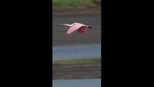 Roseate Spoonbill - ML533486471