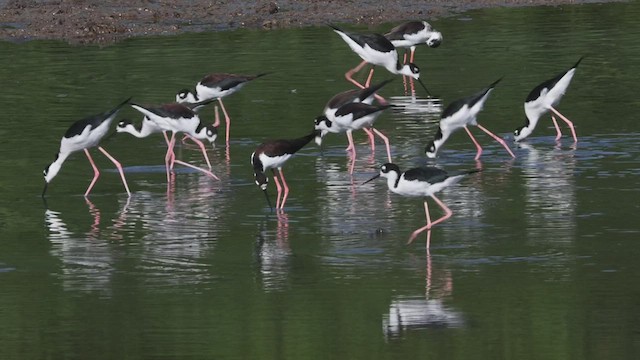 Cigüeñuela Cuellinegra - ML533487311