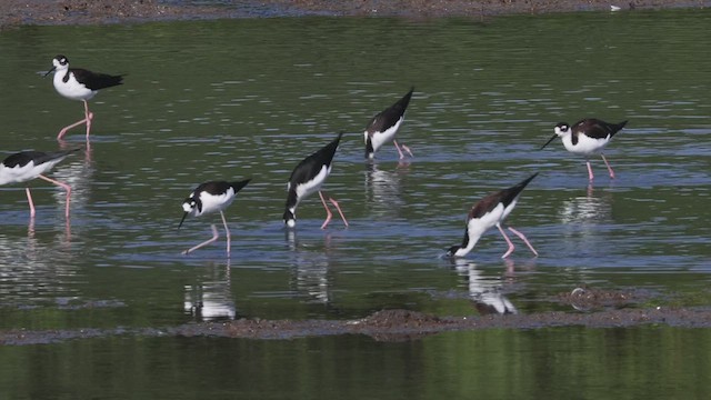 Schwarznacken-Stelzenläufer - ML533487321