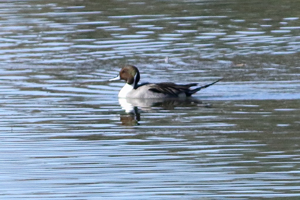 Northern Pintail - ML533487561