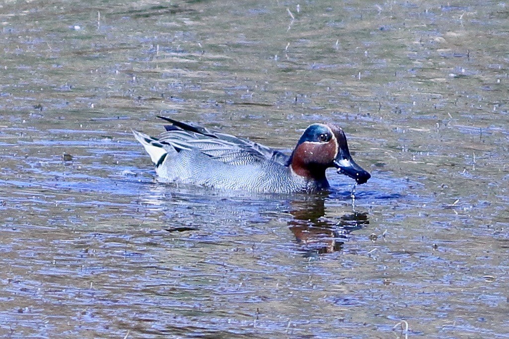 Green-winged Teal - ML533487801