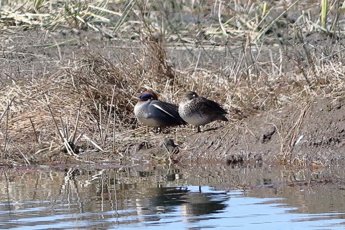 Green-winged Teal - ML533487811