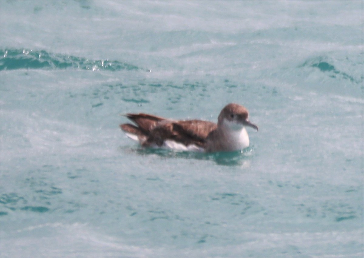 Buller's Shearwater - Jan Badura