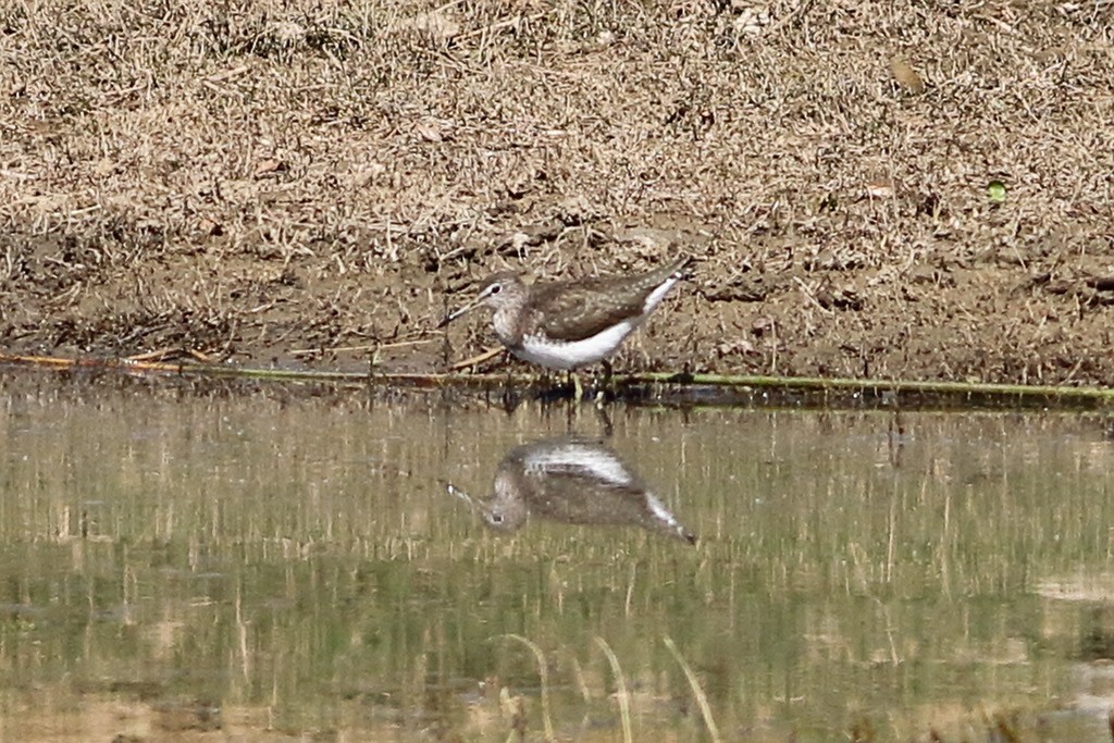 Green Sandpiper - ML533488781