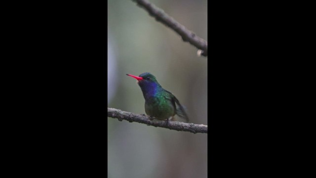 Colibri d'Élicia - ML533489101