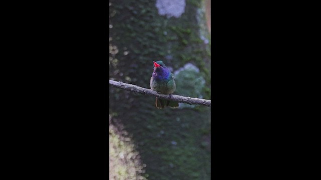 Blue-throated Goldentail - ML533489131