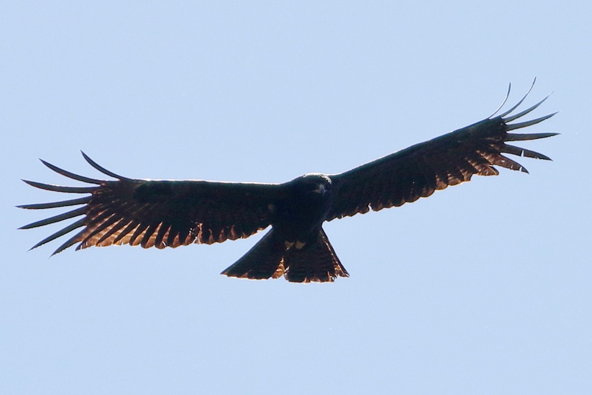 Águila Milana - ML533489201