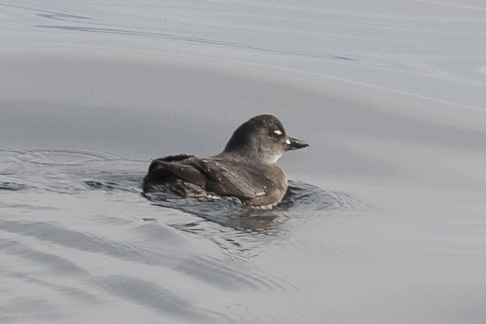 Cassin's Auklet - James McNamara