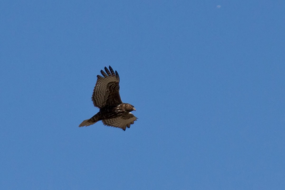 Red-tailed Hawk (Harlan's) - ML533490841
