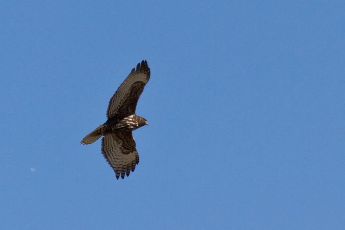 Red-tailed Hawk (Harlan's) - ML533490851