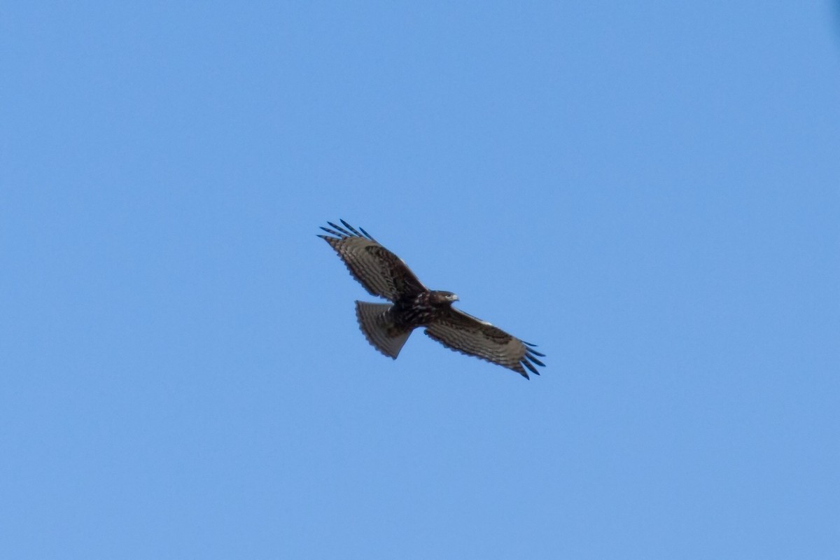 Red-tailed Hawk (Harlan's) - ML533490861