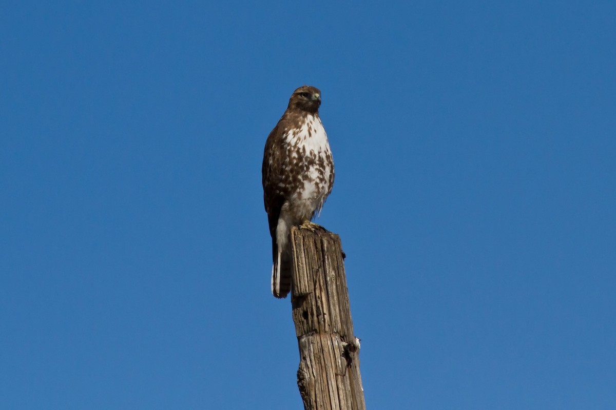 Red-tailed Hawk (Harlan's) - ML533490871
