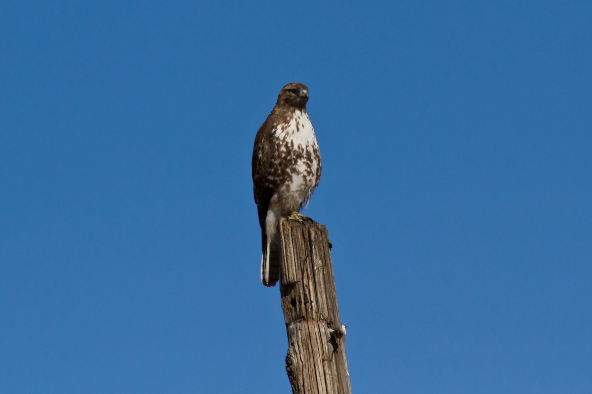 Rotschwanzbussard (harlani) - ML533490871