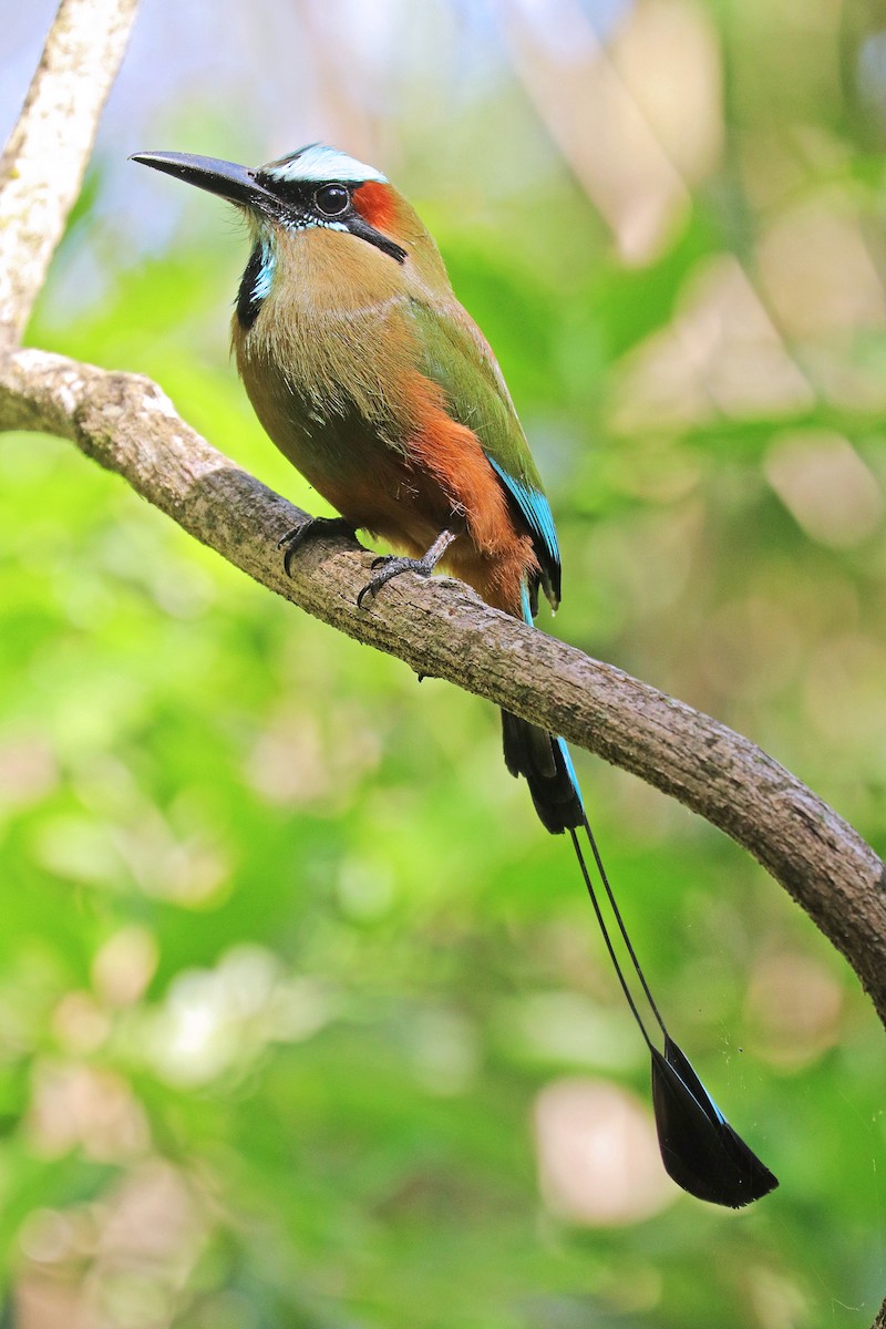 Motmot à sourcils bleus - ML533490881