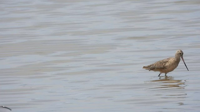 Marbled Godwit - ML533491351