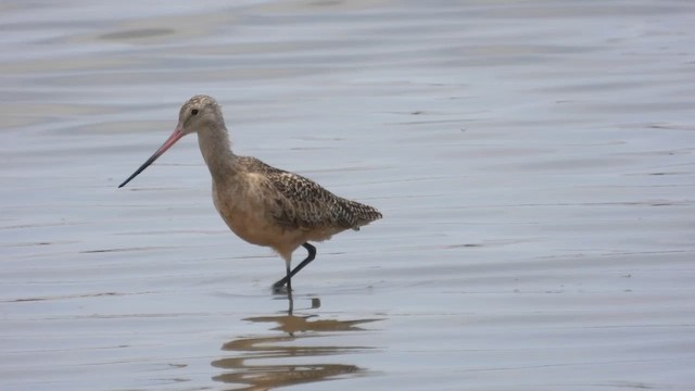 Marbled Godwit - ML533491361