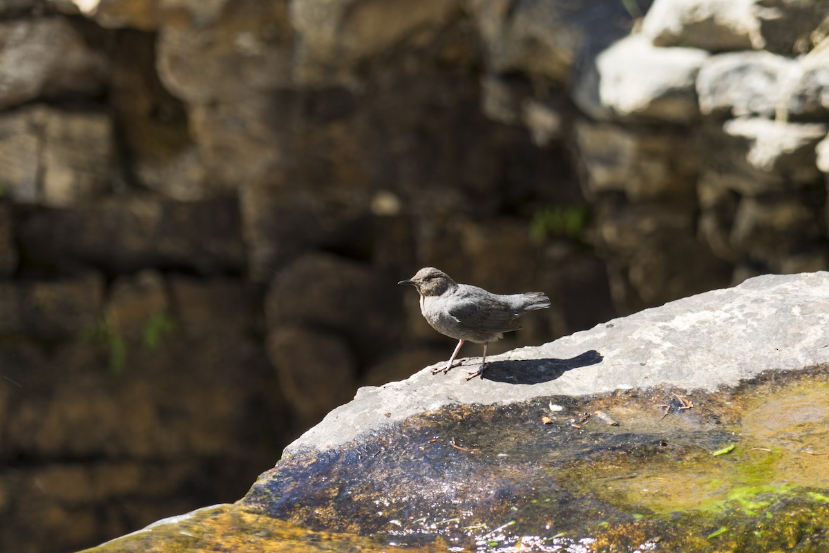 American Dipper - ML533491691
