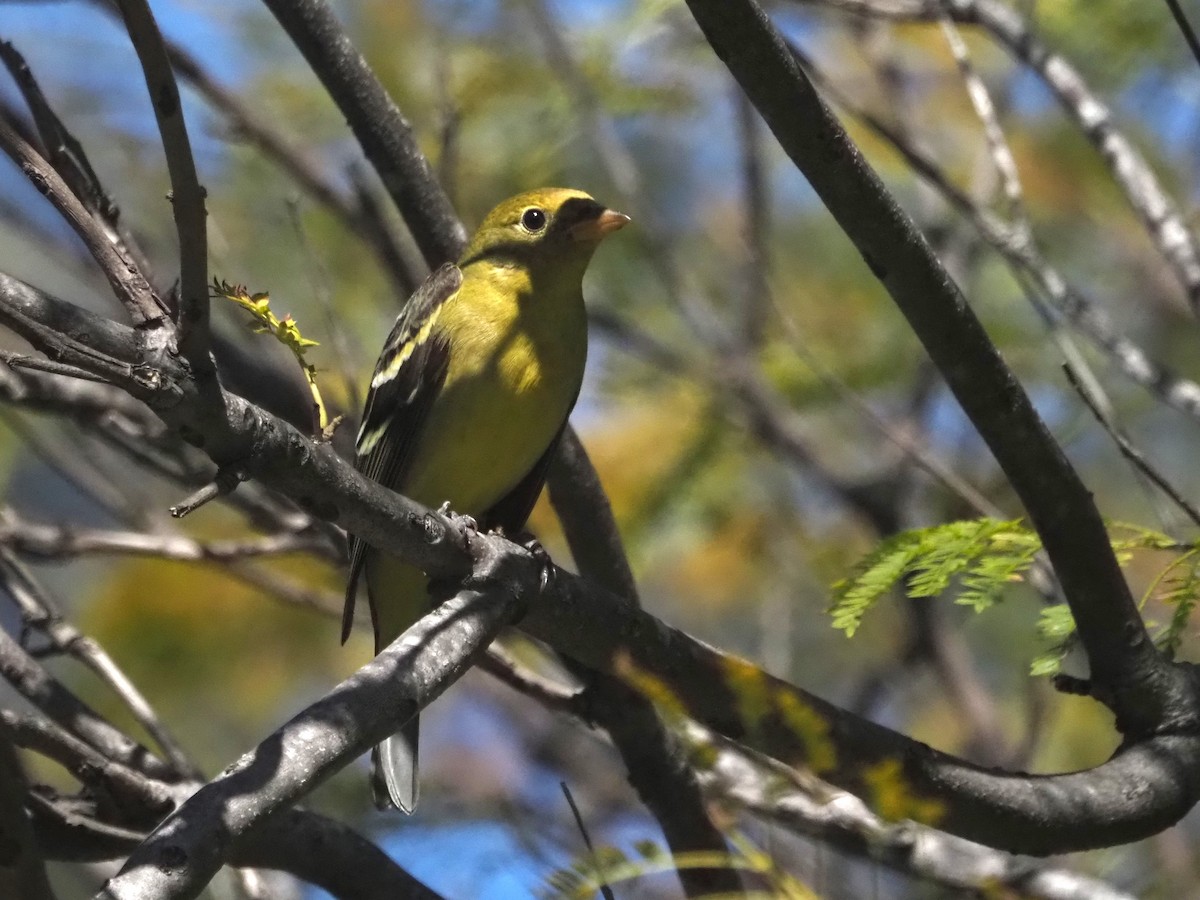 Western Tanager - ML533491841