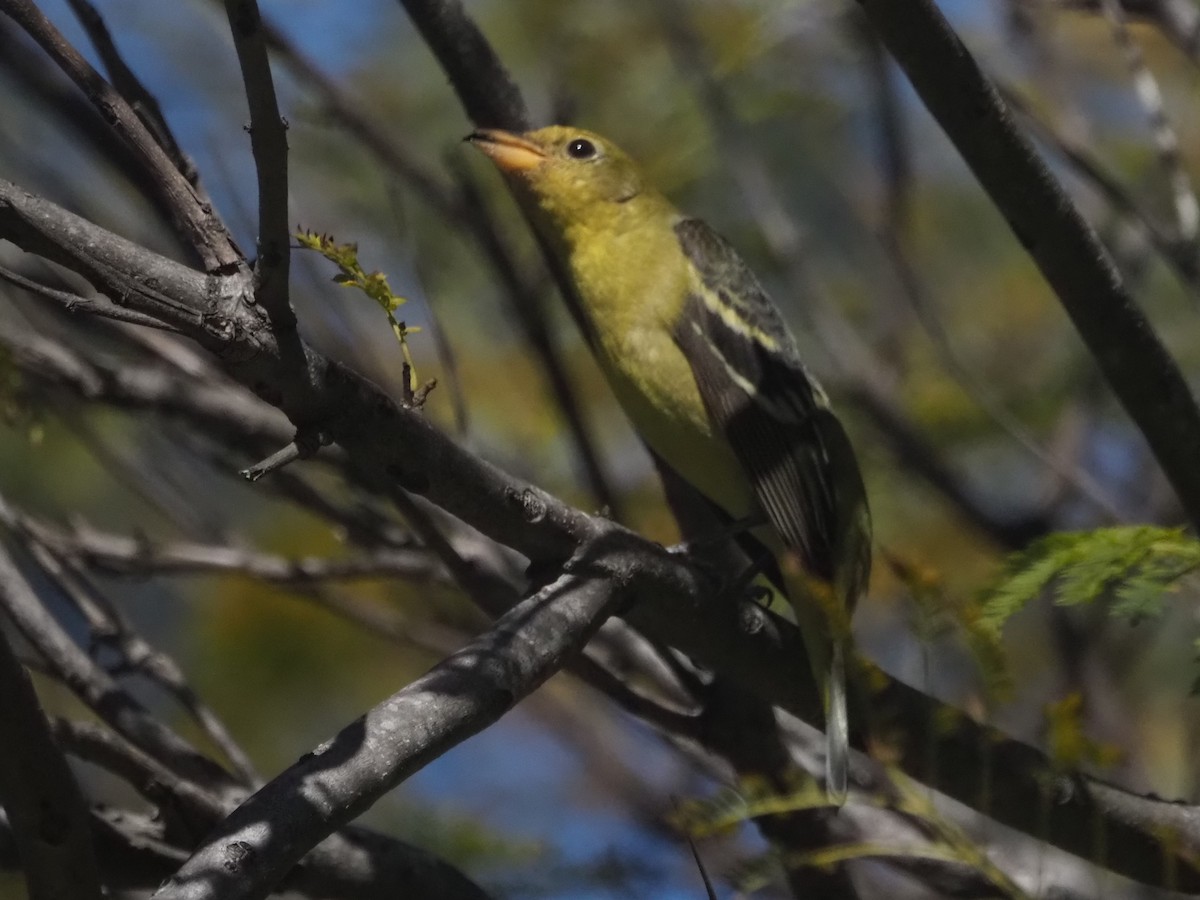 Western Tanager - ML533492021