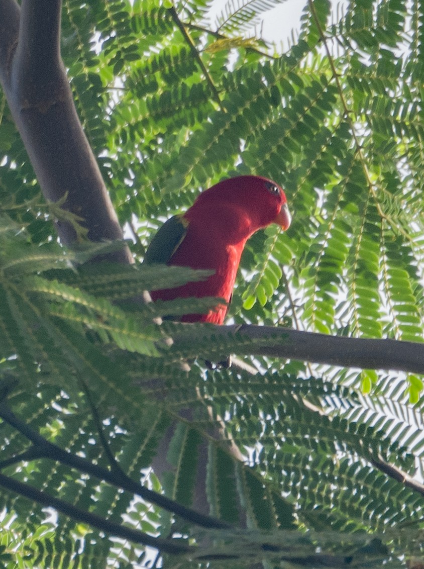 Chattering Lory - David Hoar