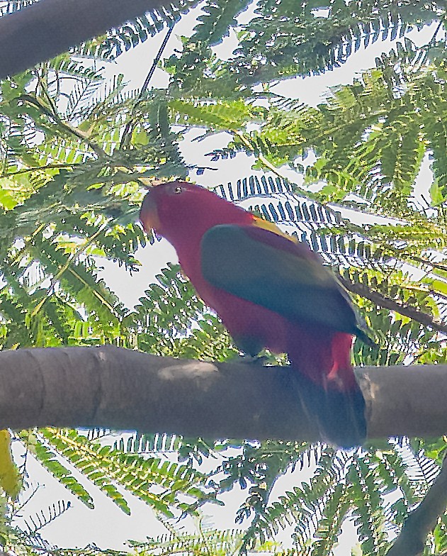 Chattering Lory - ML533493471