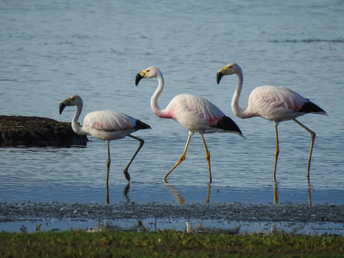 Andean Flamingo - ML533493901